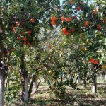 Orange trees