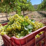 Heraklion Winery - Bike Friendly - 8